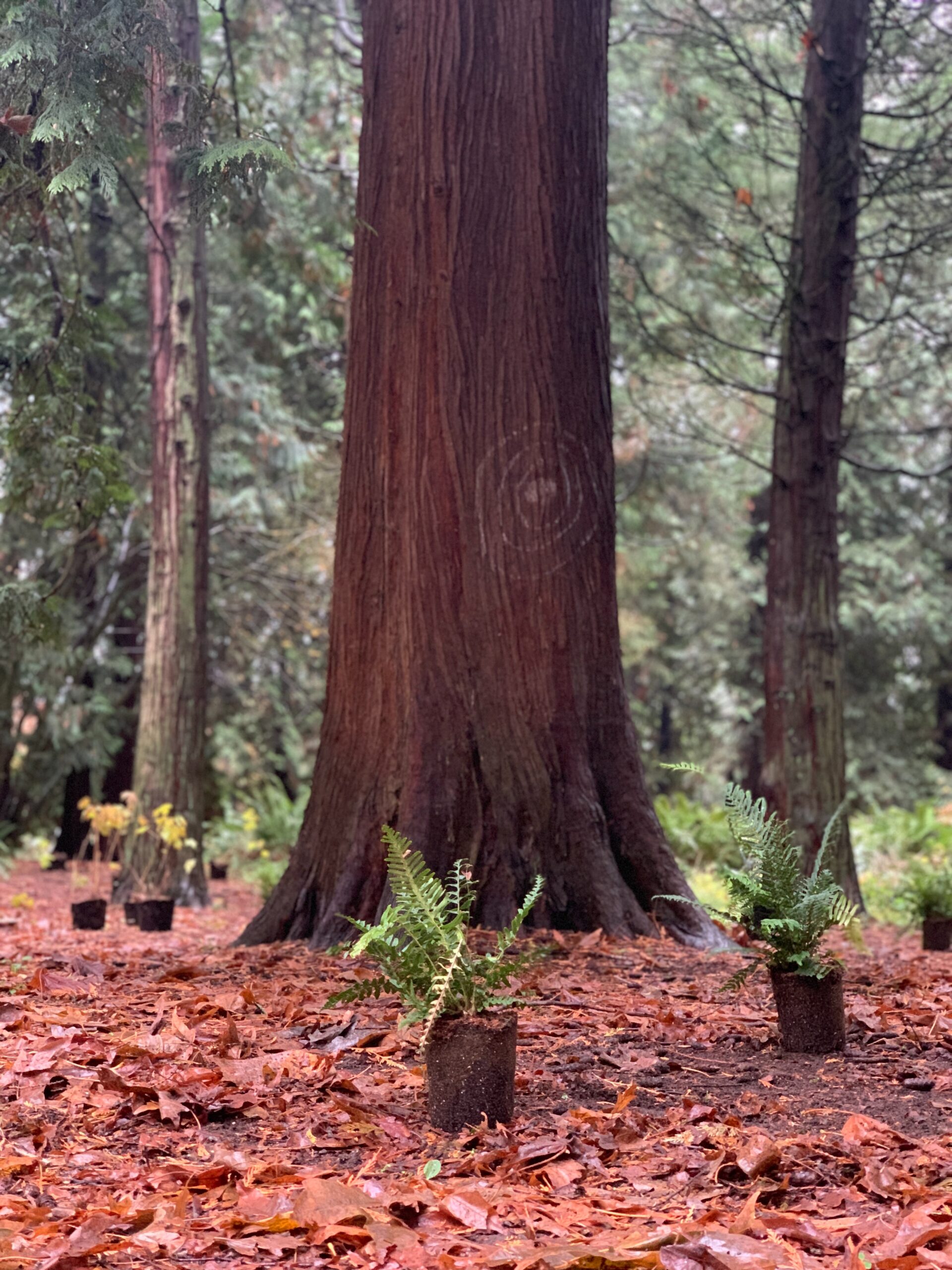 Resilience: Now More Than Ever – by James K. Dittmar, Ph.D.
